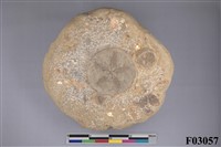 藏品(星楯海膽)的圖片